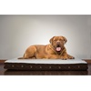 image:imageFurhaven WaterResistant Orthopedic Dog Bed for Large Dogs w Removable Quilt Top amp Washable Cover For Dogs Up to 95 lbs  IndoorOutdoor Quilt Top Convertible Mattress  Gray JumboXLSherpa  Paw Print Flannel Twilight Blue